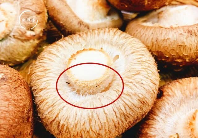 老板|买香菇时,碰到这4种香菇我扭头就走,老板说这人是真正的行家