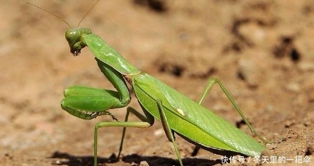  交配|为何螳螂交配“母的要吃掉公的”? 不是为了下一代, 我们都被骗了