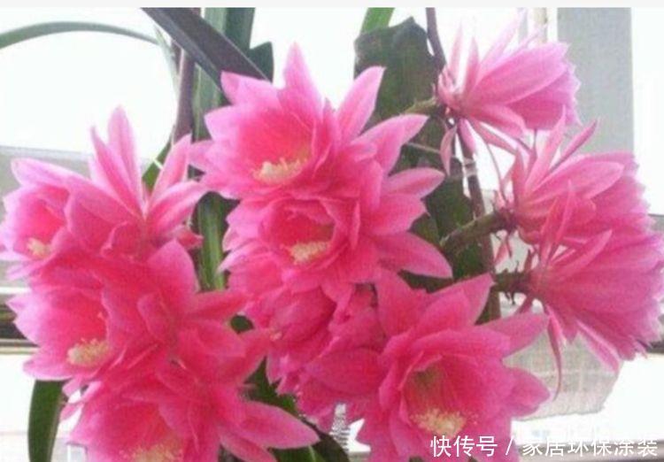 财运|自带福运的4种花,开花漂亮财运来,盛开时繁花似锦