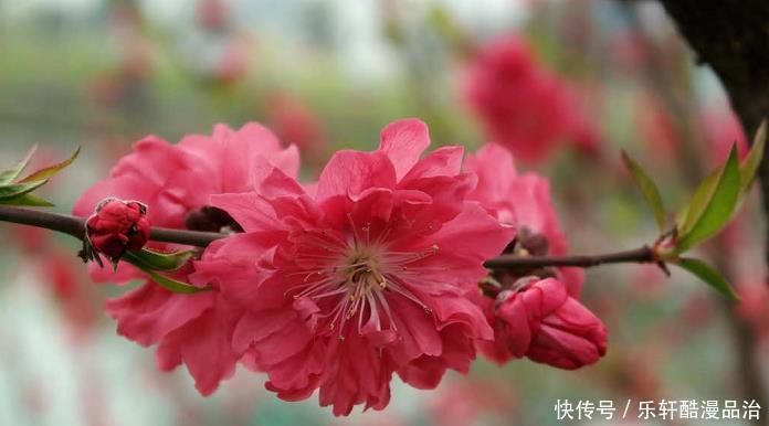  快乐|属虎人在最近7天不再纠缠，最近7天快乐，安好！