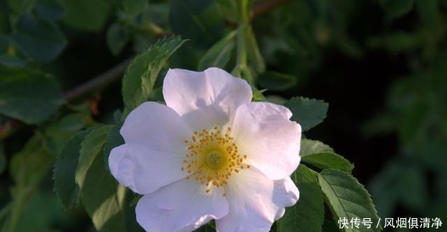  希望对方能够|喜欢真实面对一切的狮子座