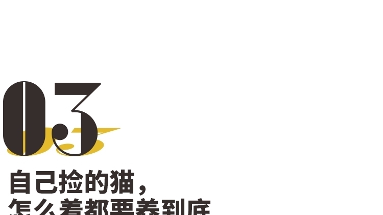 养猫|养猫，是本世纪最大的诈骗！