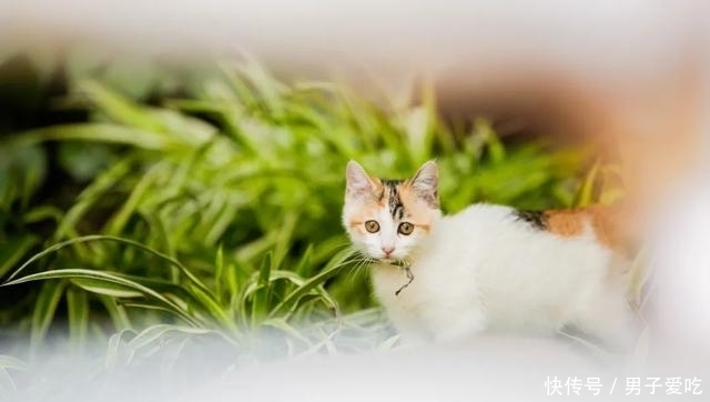  前来|观复猫天团上新，米麒麟前来报道啦