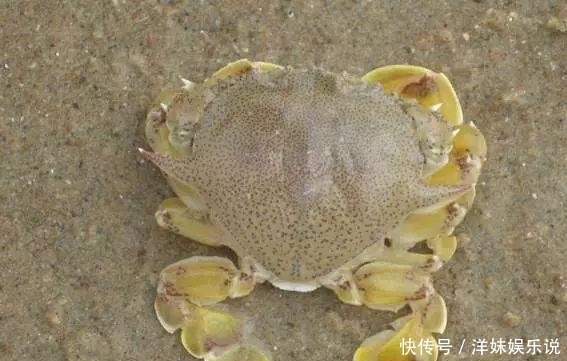 海鲜|海鲜大全, 你能认出多少