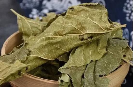 蚕宝宝们|小小桑叶,大有用途,坚持泡水喝,4大好处会让你“开心不已”