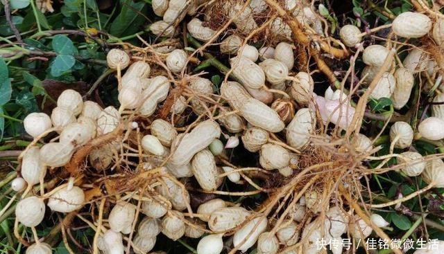 入味|煮“盐花生”只加盐可不够，多做这一步，花生又香又入味！