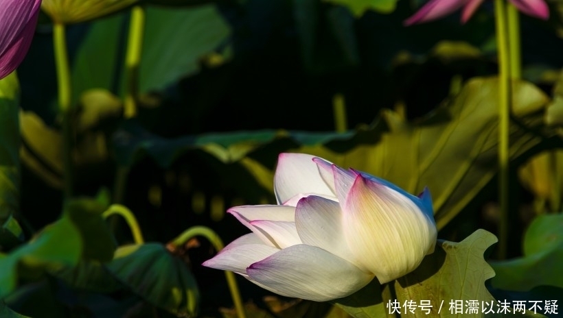属相五行|9月开始工作一顺百顺,运势超顺,家门兴旺的四大生肖
