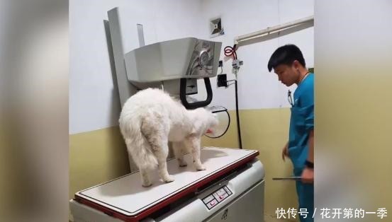 遗弃|狗狗家中拉粑粑 遭主人打爆眼球遗弃 爱心人士凑钱手术