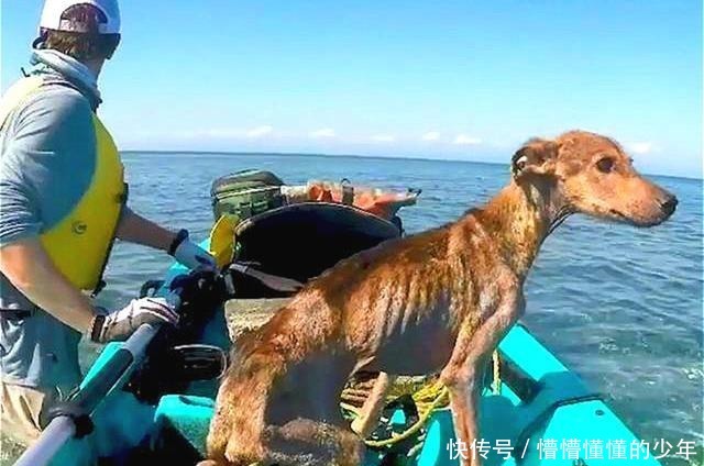 幸运|狗狗流落荒岛半年,瘦到露出肋骨,偶遇海钓铲屎官后才幸运获救