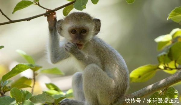 人生|生肖猴多长个心眼,10月6日特别重要,是人生最大的“转运日”