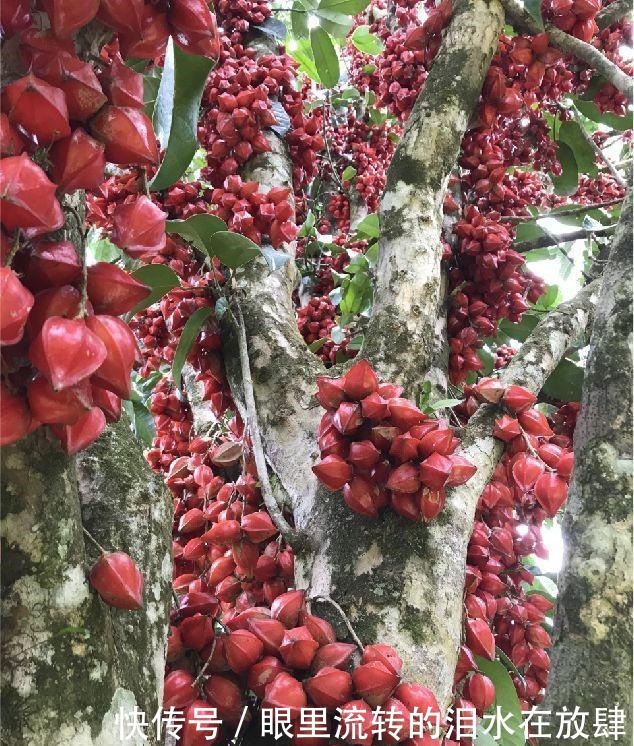 哪种|水果界的“李佳琦”,吃遍3000多种水果,哪种最好吃