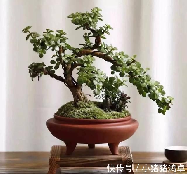 保平安|聪明人爱养这八种“守家树”,护宅吉祥保平安,养好了都是传家宝