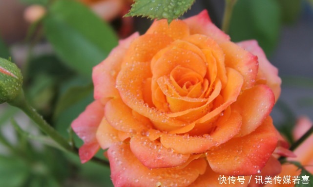 恋爱|恋爱中、乖巧懂事的星座女，没有隔夜仇，容易因爱释怀