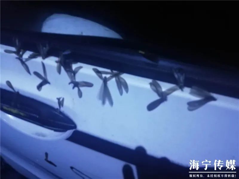  暴雨|头皮发麻！暴雨过后，多处出现小飞虫！