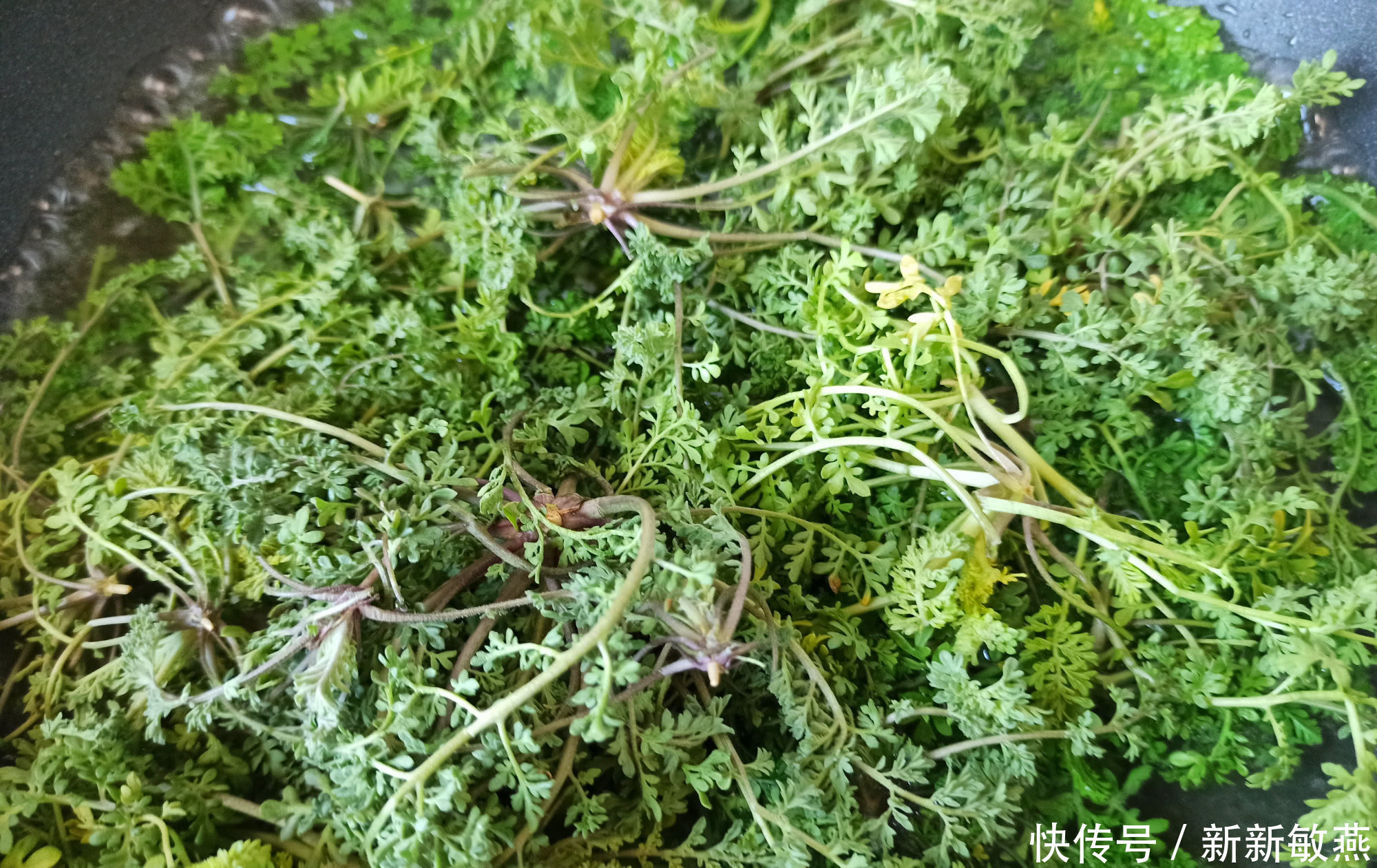  鲜嫩|春天的野菜我只认它，做成饺子馅真香，鲜嫩多汁，城里人很少吃过