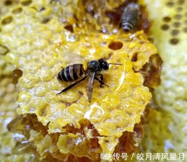 美容养颜|全球保存最久的蜂蜜,3300年不变质,难道蜂蜜真的不会变质