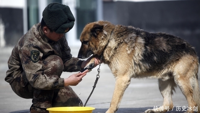  赚足|老兵退伍被军犬察觉，狗狗咬住包裹哀求他别走，场景赚足热泪