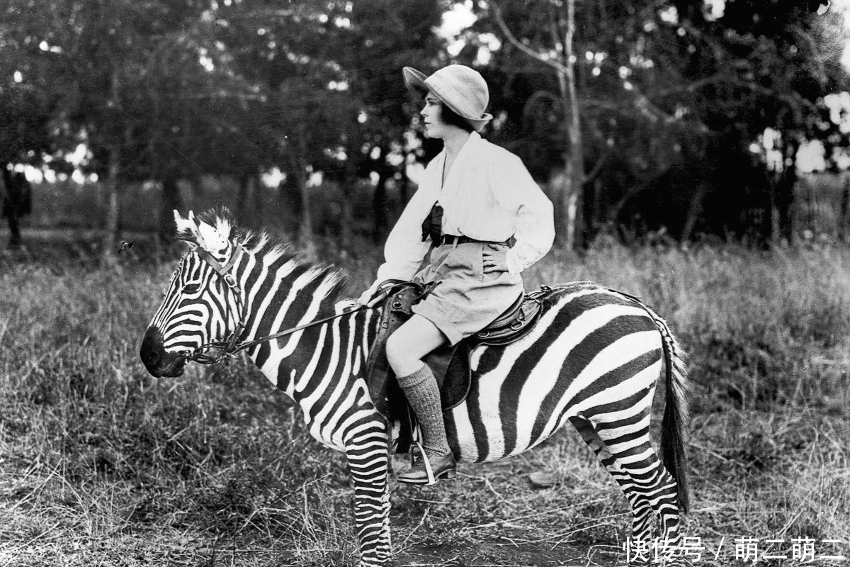 罗斯柴尔德|世界上多少烈马被驯服, 但斑马为什么难以驯化?