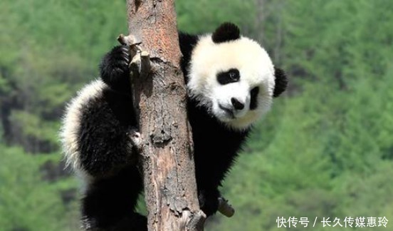 丁丁|俄罗斯美女动物园长,为爱学习中文,会的第一句话就是“丁丁”