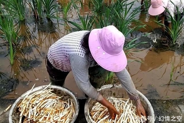 别错过|挖野菜别光盯着陆地上,水中一种野菜价值很高,若家乡有别错过
