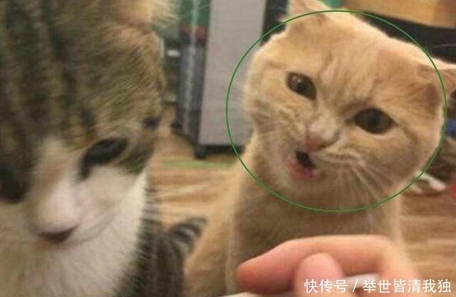 另一只|见主人喂别的猫咪吃饭,另一只猫咪瞬间就炸了,表情让人笑喷了