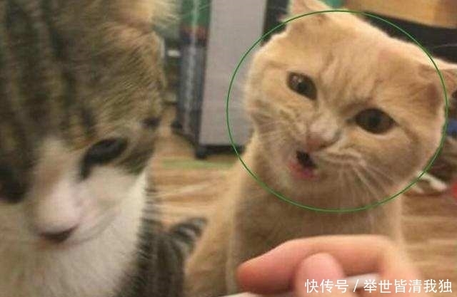 另一只|见主人喂别的猫咪吃饭，另一只猫咪瞬间就炸了，表情让人笑喷了