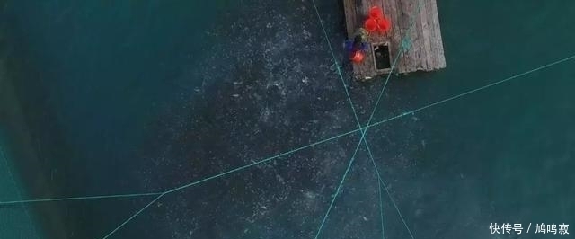  换来|他为让它多活一天，赌上一切付出八年，换来3000万