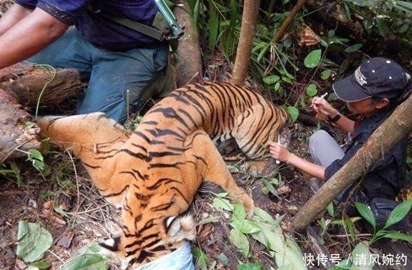 报警|采药女子见一群人打晕老虎,报警后,得知真相女子当面道歉