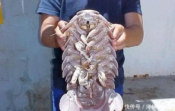 海鲜|海鲜大全, 你能认出多少