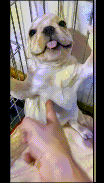 GIF|搞笑GIF:说出来你们可能不信,刚刚比赛中我输给了一辆面包车