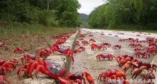 国家|德国人快愁哭了:为什么你们非要来我们国家,不去找中国