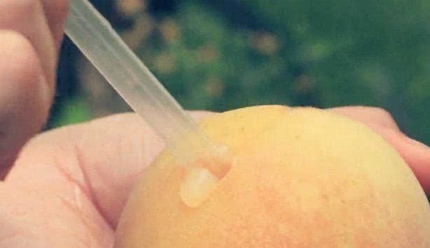 水果|5种能“吸”的水果吃过吗，我猜你只吃过椰子，图5是买了就上当