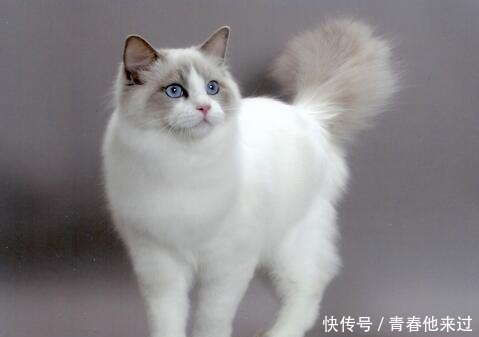 颜色分布|一只正宗的布偶猫,应该怎么判断品相参考来了!