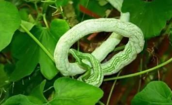 蛇瓜炒鸡蛋|夏季,鸡蛋和此物一起炒,营养美味,补钙质,孩子个头长得快