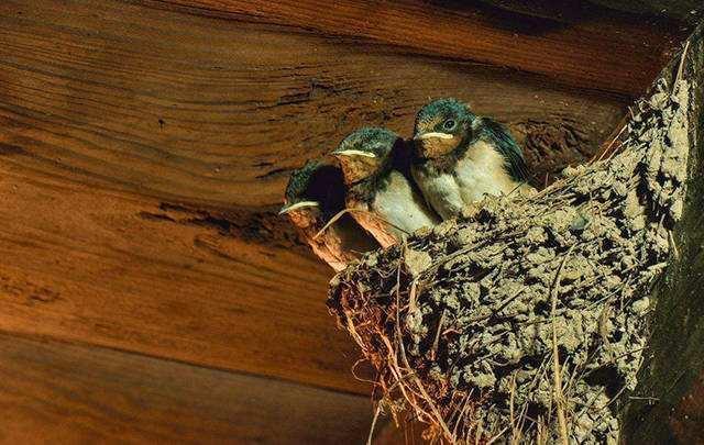 潜藏|人生有四喜,为何宅子也有“四喜”?经验背后几分智慧潜藏?