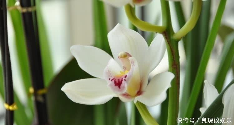  生肖|8月开始贵人辅佐，运势上涨，富贵不倒的四大属相