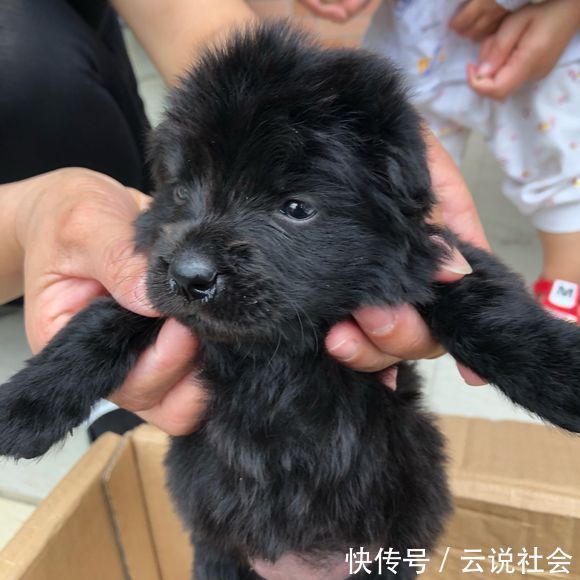 连忙|一窝小黑狗被主人扔路边,便利店阿姨看到连忙心疼地抱起了它们