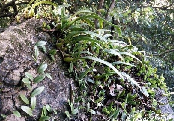 生嚼|入秋后,胃火过旺引发牙痛,别急!生嚼几片此野菜,降火消牙痛