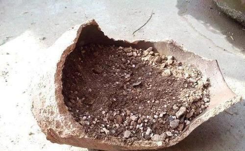 个个|他用菜坛子养多肉,1分不花又好看,个个壮得像白菜