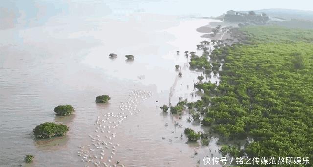 曝光|央视又“曝光”了,一戳就流油的海鸭蛋,这流出的“油”能吃吗?