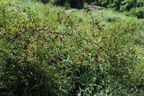 值钱|刚上市,行情涨到260一斤,客商抢着收,酸枣仁那么值钱?