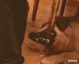 GIF|搞笑GIF：小家伙我还治不了你了