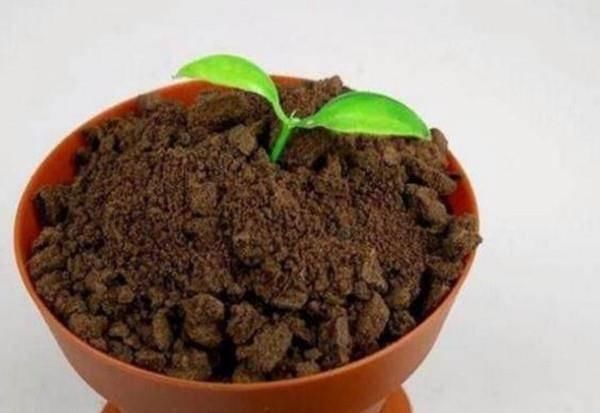 零食|世界上最奇葩的小零食，内衣和牙齿我忍了，最后一种实在吃不下