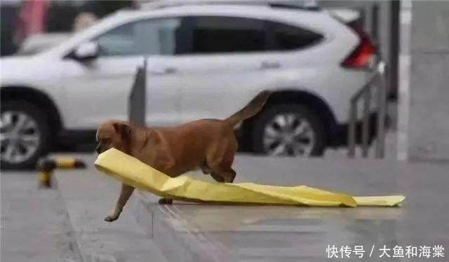 教养|抱歉!连流浪狗都有的教养,有些人却没有