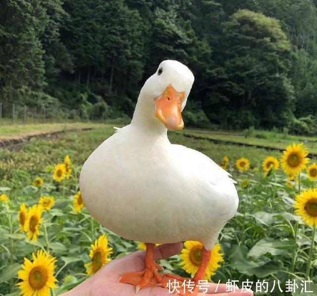 人生|启迪人生的经典说说,精辟有内涵,值得分享!