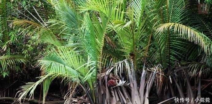 水果|继榴莲后，中国游客在越南疯抢“水椰子”，网友：椰子泡水里了？