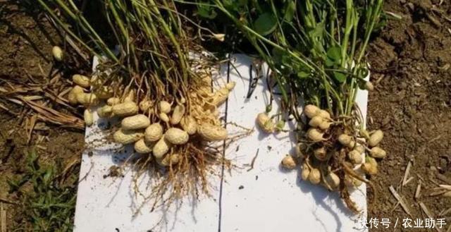 花生高产|花生控旺能增产,单用磷酸二氢钾就够了吗?硼钼搭配增产有保障