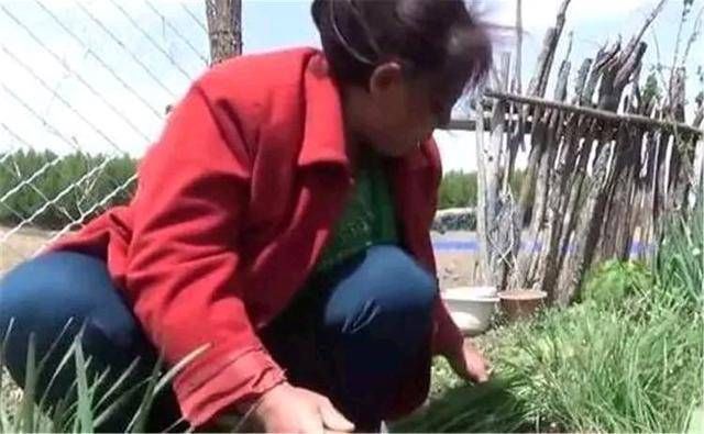  刘大妈|奶奶偷邻居“韭菜”包成饺子，孙子中毒索赔50万你家的菜你来赔