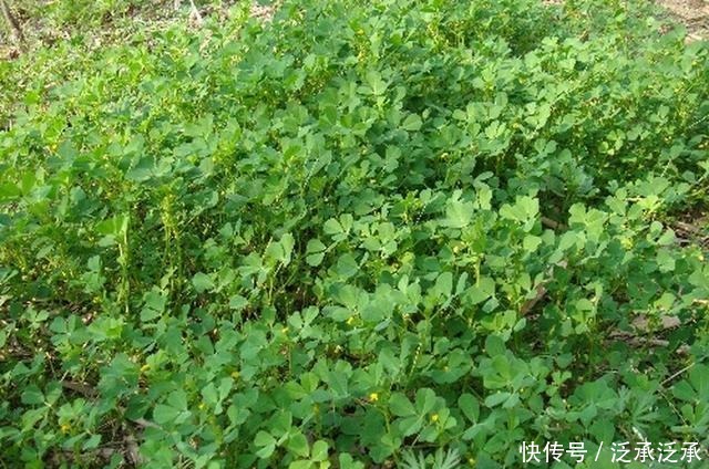 上市|被种植1千多年,常年被用作饲料,如今鲜嫩上市,生煸很美味