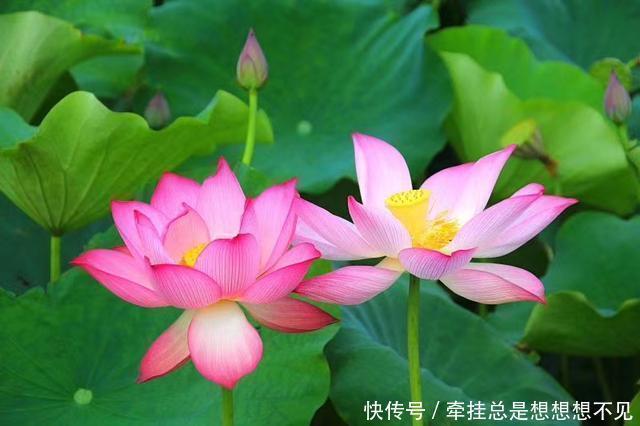  河南省|河南省民权县任庄国家湿地公园快来看，这里的千亩荷花开了